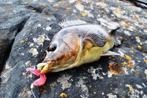 Wrasse-with-pink-jelly | fish shop in ireland